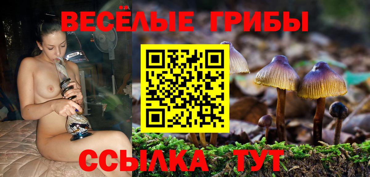 Псилоцибиновые грибы Cubensis  Вход с VPN  где купить наркоту  Черемхово 